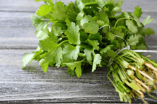 CILANTRO FRESCO X LIBRAS